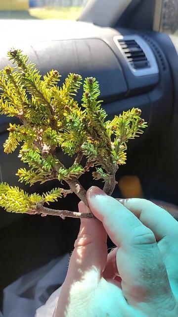 Ведьмина метла с пихты снята в с. Манжерок смотреть онлайн