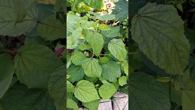 На юге Ярославской области расцвел Аленький Цветочек! смотреть онлайн