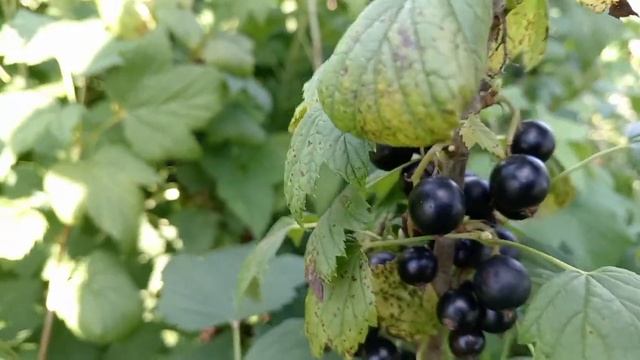 Обзор сорта черной смородины Память Вавилова