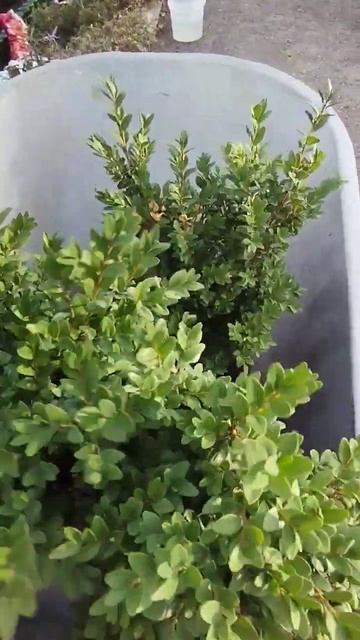 пересадка своего самшита, на постоянное место жительс