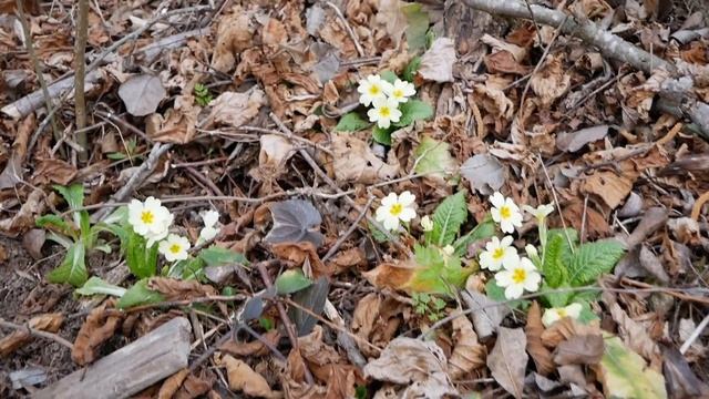 Где растут Подснежники ?  Весна, первые цветы!
