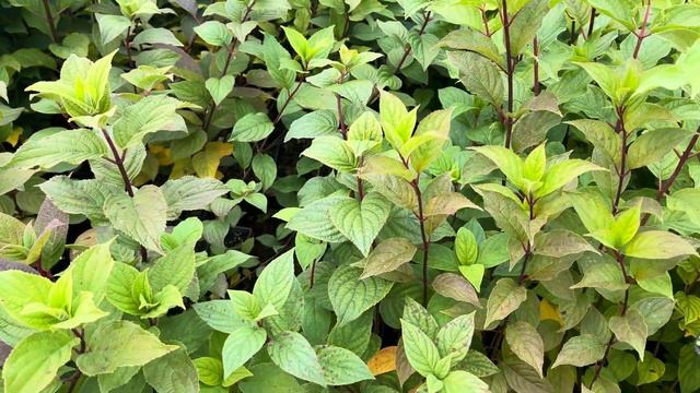 В одном месте около 100 сортов на отправку. Саженцы супе смотреть онлайн