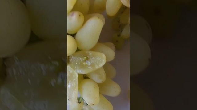 Виноград Алекс,Велес,Лучистый,Цимус,сравнение рудиме? смотреть онлайн