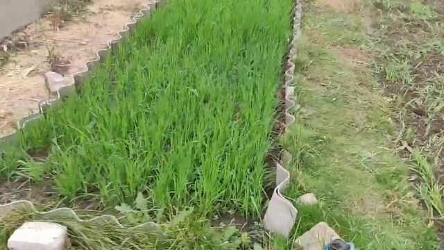 Подготовка грядки к весне,завершение сезона. смотреть онлайн