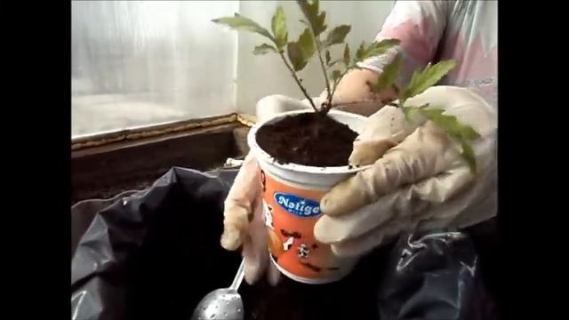 Перевалка томатов из кассет в стаканчики. 06.04.2022 смотреть онлайн
