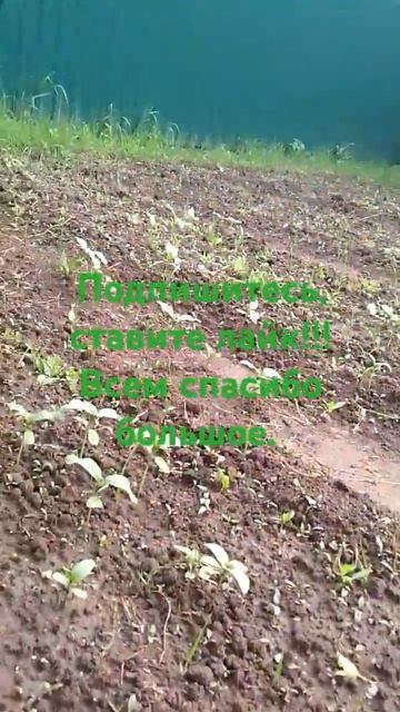 огород #огурцы#дыня#помидоры#перчик#базилик #подсолне? смотреть онлайн