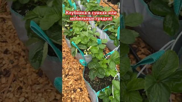 Клубника в сумках спустя 10 дней после пересадки! Отлич смотреть онлайн