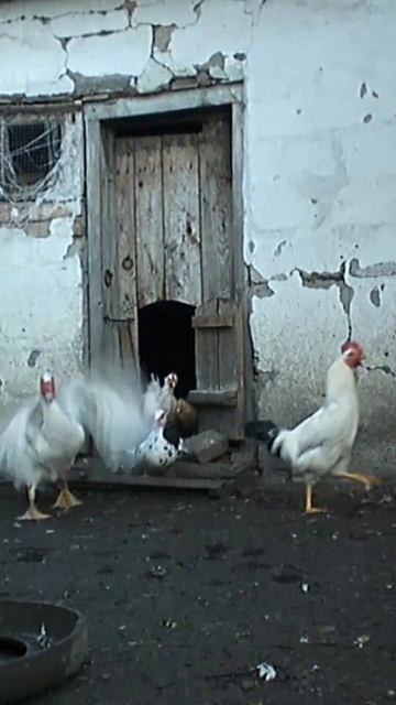 Утро в курятнике #shorts  #СвоеПоместье