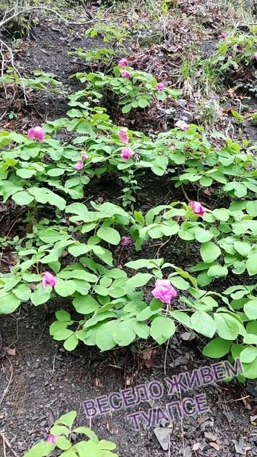 Весенний цветущий лес. #shorts смотреть онлайн