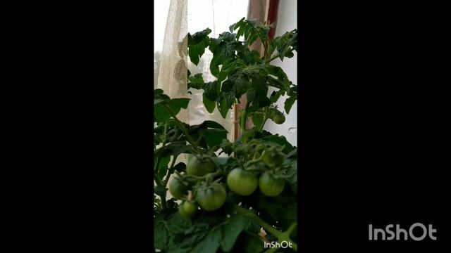 Мой огород на окошке. смотреть онлайн