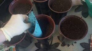 Посев лука и Китайского чеснока чернушкой от 03.03.2025.