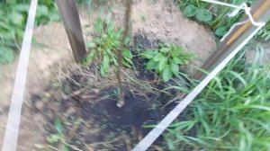 Саженец ореха Садко.