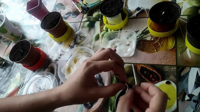 Самый простой и быстрой способ посадки арбуза и дыни. ? смотреть онлайн