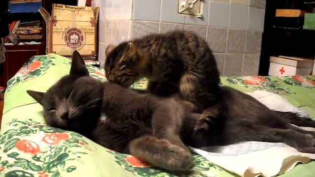 Котенок делает массаж раненому коту смотреть онлайн