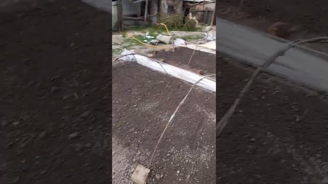 Парник для рассады капусты смотреть онлайн