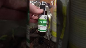 Опять сею томаты! Грунт Питер Пит! Поддельный Превикур