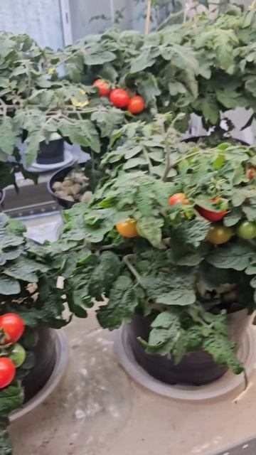 Томат Пиноккио, 99 день смотреть онлайн