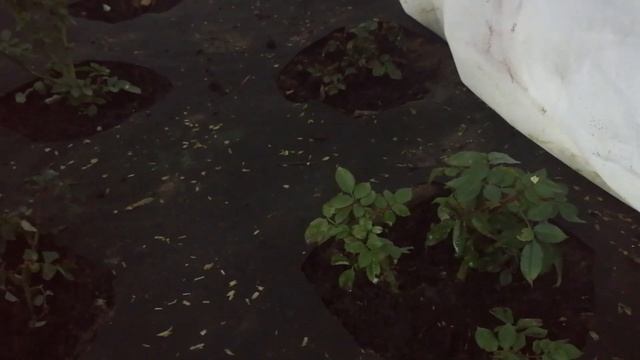 Розы под укрытиями пошли в рост. Подмосковье. 31 января смотреть онлайн