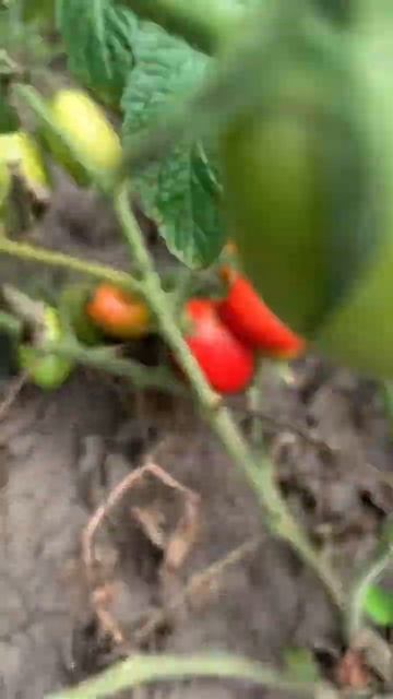 Помидоры на даче смотреть онлайн