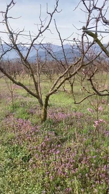 Оптимальный штамб! #сад #огород #природа #обрезка #дача смотреть онлайн