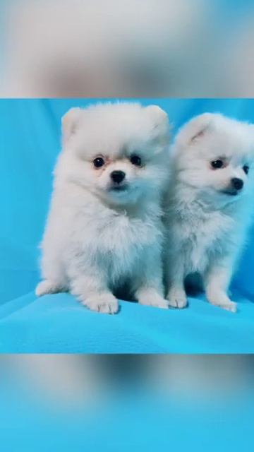 Померанские шпицы, продажа гор. Краснодар