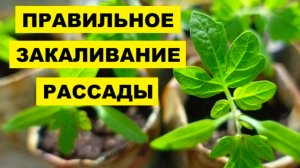 КАК ЗАКАЛИТЬ РАССАДУ ПОМИДОРОВ ПЕРЕД ПОСАДКОЙ