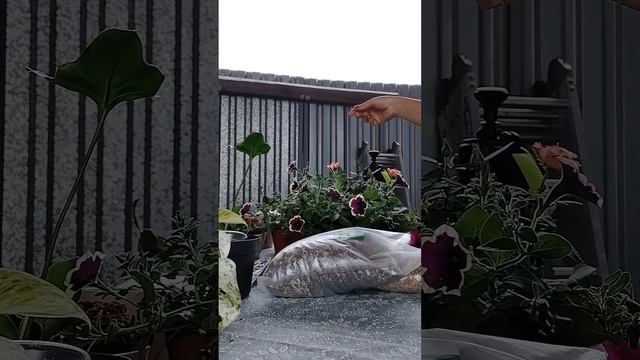 всё о пересадки растений, рассказываю какой грунт я ис смотреть онлайн