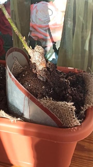 Розы из коробки смотреть онлайн