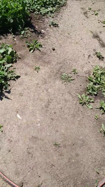 хороший огород 2 смотреть онлайн