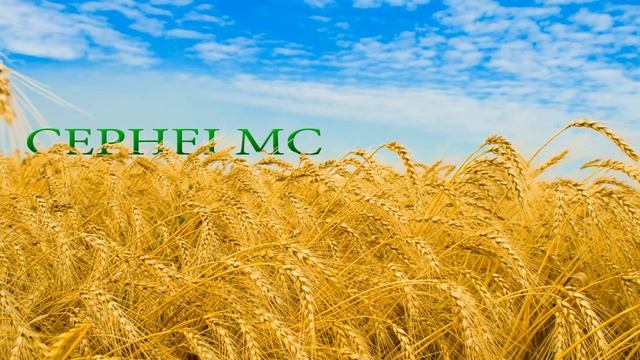 ПОЗИТИВНЫЙ МУЗОНЧИК (CEPHEI MC 2011)