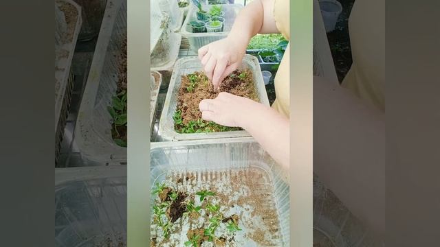 Результат укоренения брусники сорт Коралл 23.07.2024г. смотреть онлайн