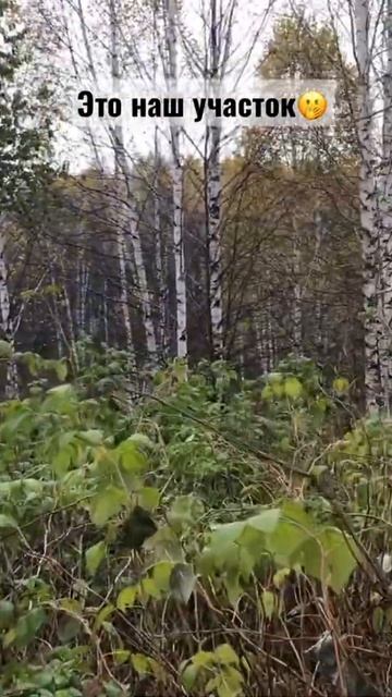 Купили заросший участок… смотреть онлайн