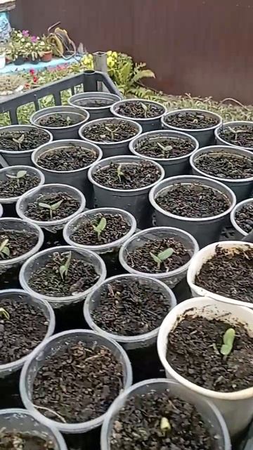 Вторая посадка огурцов. Июнь. смотреть онлайн