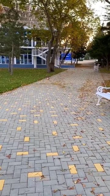 Осень: для дронов нашлась новая работа 🍁🍂🍁 смотреть онлайн