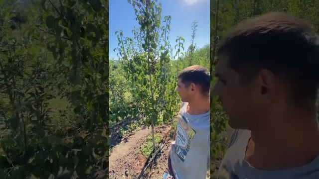 Покупка саженцев на рынке - это лотерея смотреть онлайн