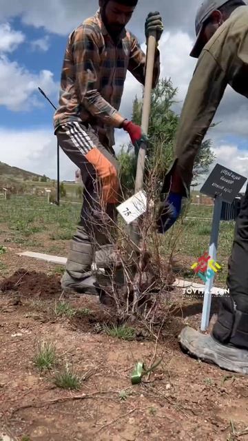 В Парке Вечных были проведены работы по оздоровлению ? смотреть онлайн