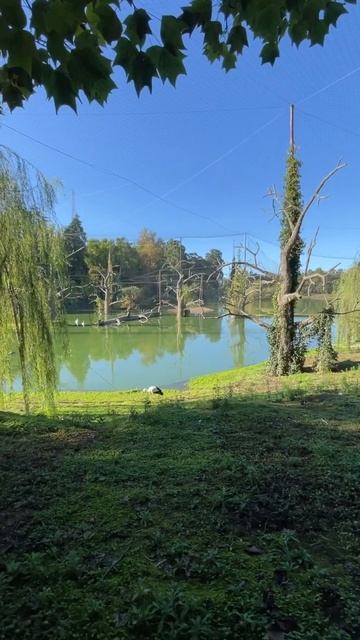 Дендропарк #georgia #грузия #эвкалипт #парк #дендрарий #дер смотреть онлайн