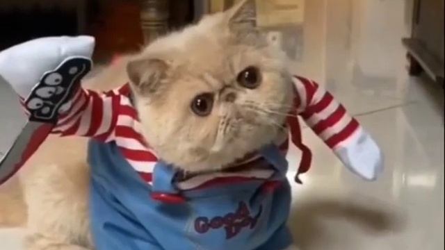 Смешной и опасный кот#приколы #приколысживотными #смешныекошки смотреть онлайн