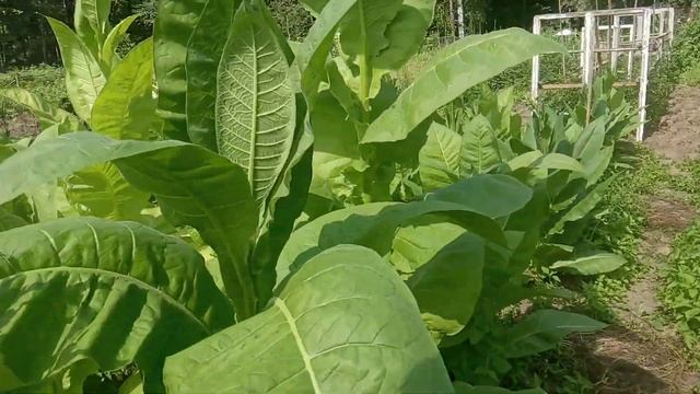 Обзор лучших табачных сортов. Выращивание табака на т? смотреть онлайн