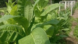 Обзор лучших табачных сортов. Выращивание табака на т?