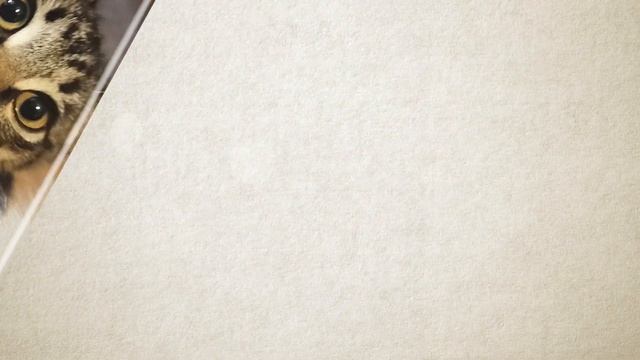 Акварельные коты. Слайд-шоу. Ae. смотреть онлайн