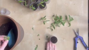 Вербена бонарская Черенкование 🌺