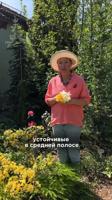 Где можно сажать РОДОДЕНДРОНЫ?! смотреть онлайн