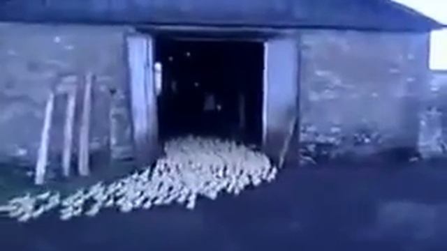мужик профессионально загоняет уток в сарай смотреть онлайн