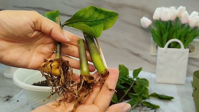 ЗАМИОКУЛЬКАС. Как НАРАСТИТЬ КЛУБНИ у ЧЕРЕНКОВ. Удобре? смотреть онлайн