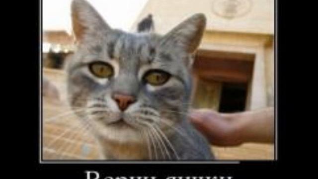 Приколы про животных яички смотреть онлайн