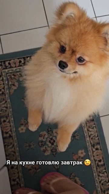 Завтрак со шпицем 🍳 #померанский шпиц # Shorts