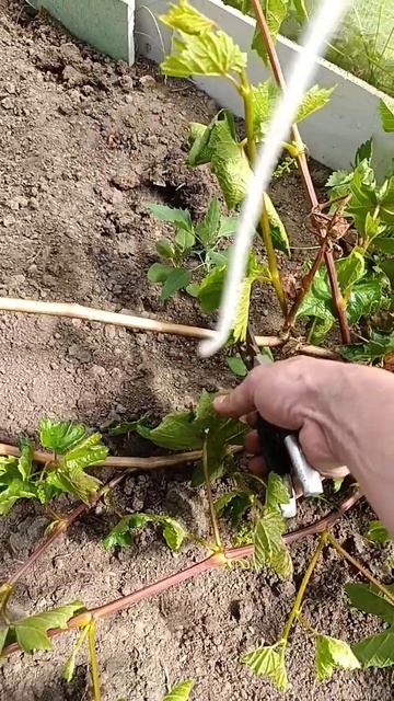 обрезка винограда после заморозков смотреть онлайн