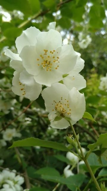 Лето. Июль. Чубушник