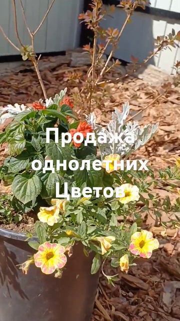 Цветы однолетние композиция